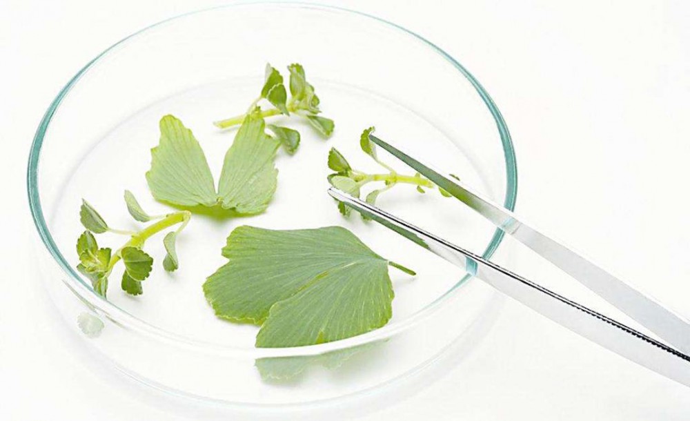 低溫噴霧干燥設(shè)備對(duì)植物提取液混合物的干燥